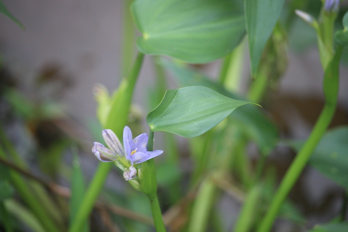 Pontederia vaginalis Burm.f.